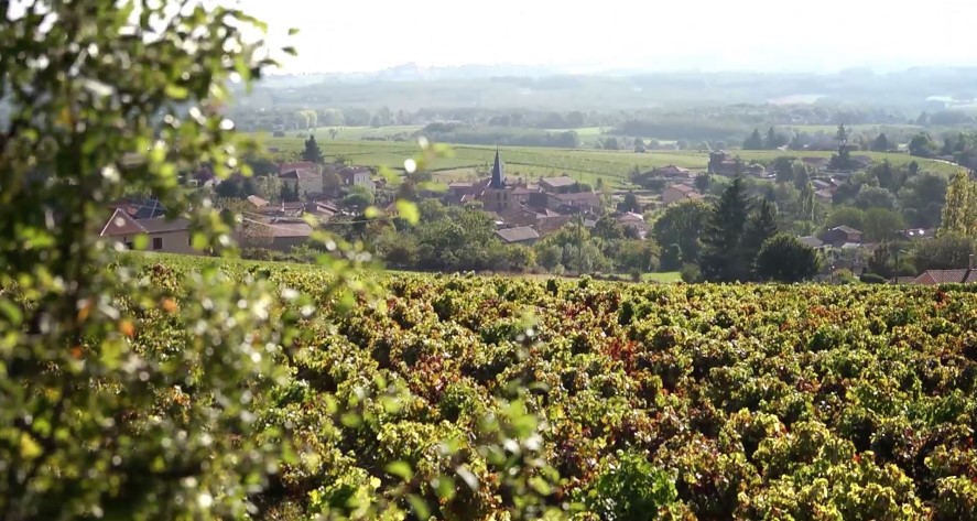 Fan van Beaujolais